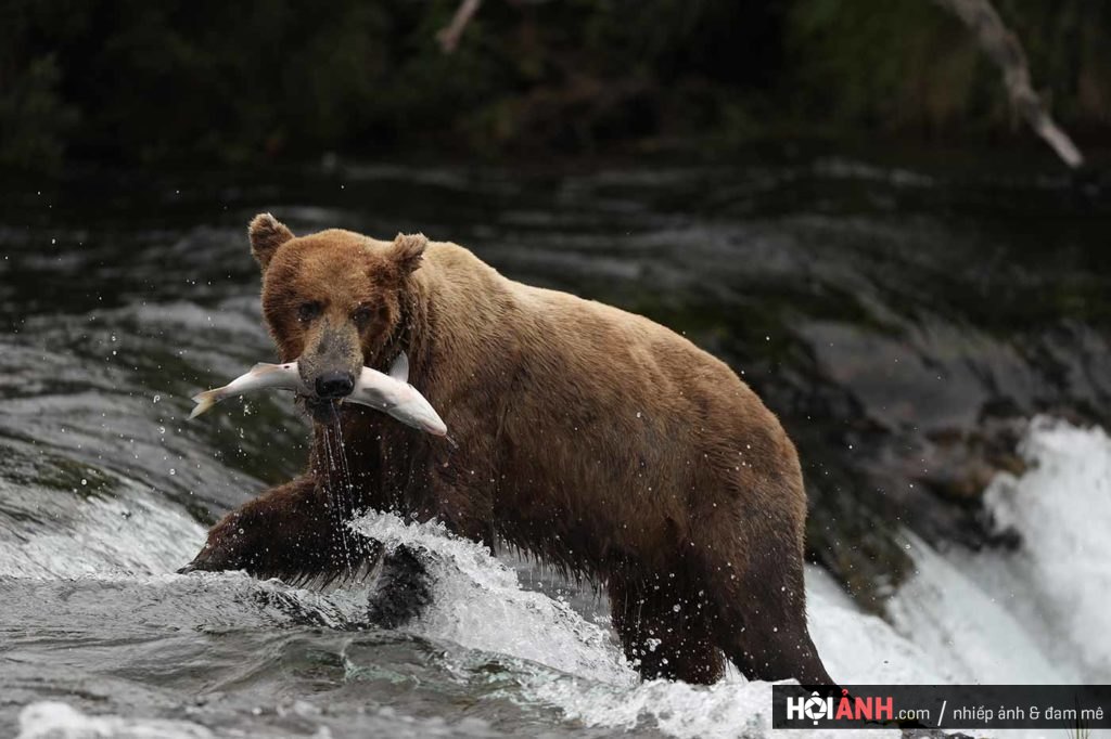 EOSB-hero-bg-bear